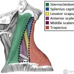 Graphic of Posterior Triangle of the Neck Borders and Muscles of the Floor