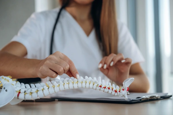 A doctor showing the structure of human spine using anatomical model
